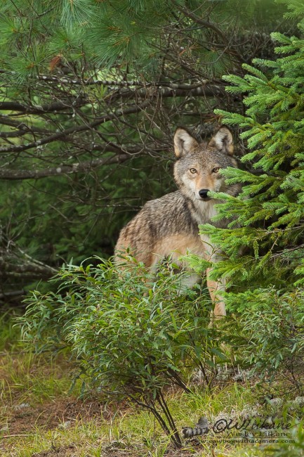 Algonquin Wolf