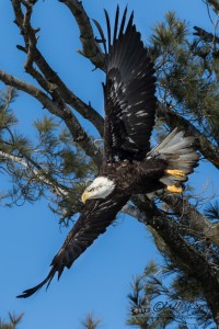 Bald Eagle in Flight