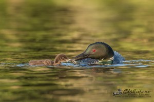 Common Loon Feeding Chick