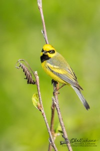 Lawrence's Warbler