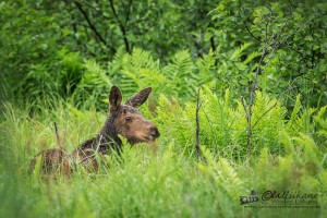 Moose Calf