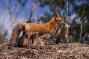 Red Fox Family